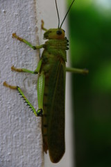 saltamontes verde
