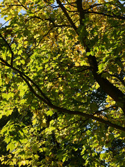multicolor foliage of deciduous trees in park at autumn