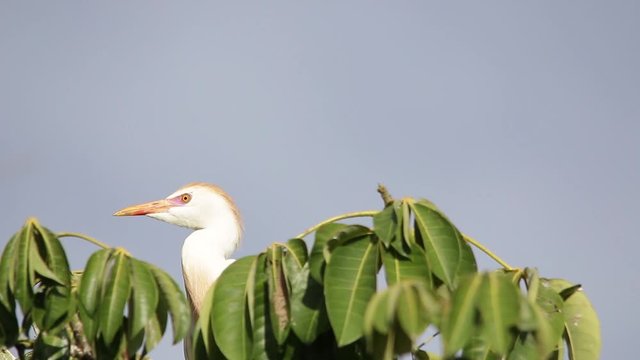 Bubulcus ibis, Cattle egret colony, with fledgling
