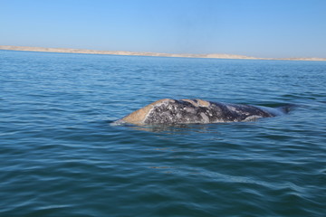 Naklejka premium Grauwal-Baja California