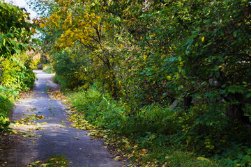 Fototapeta na wymiar trees and bushes along the road autumn day