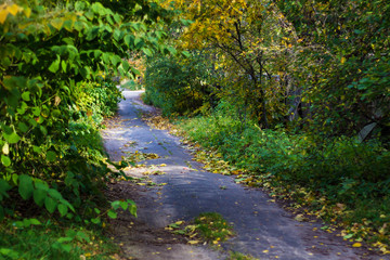 trees and bushes along the road autumn day
