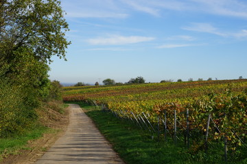 Obraz premium Sonnige Landschaft in den Weinbergen von St. Martin in der Südlichen Weinstrasse