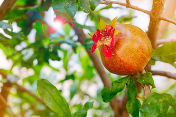 pomegranate fruit with flower leaves on branch