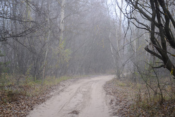 road in the forest