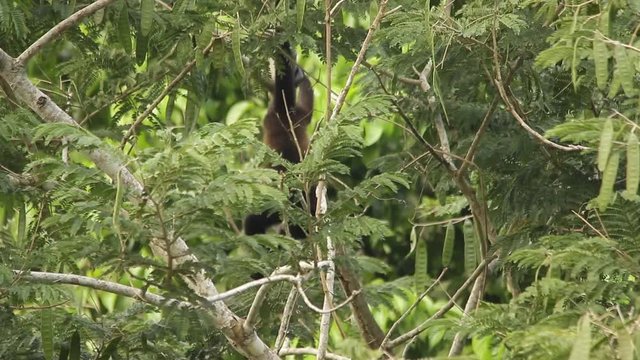 Mexican howler monkey (Alouatta palliata mexicana)