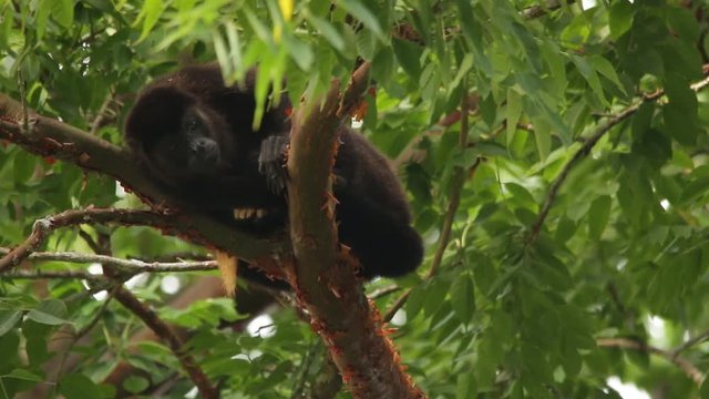 Mexican howler monkey (Alouatta palliata mexicana)