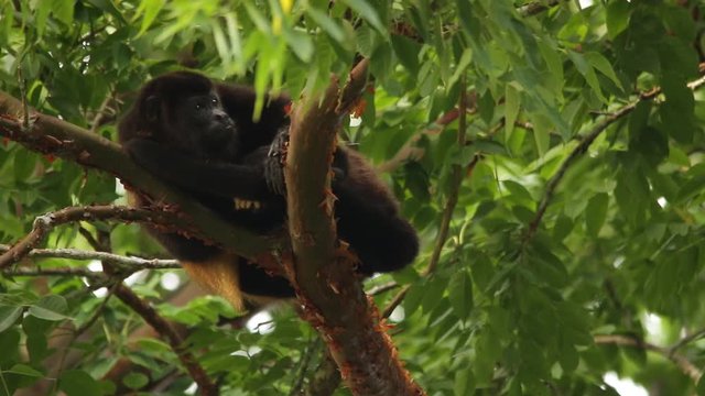 Mexican howler monkey (Alouatta palliata mexicana)