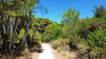 path in the forest