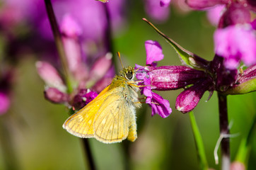 yellow butterfly on a flower