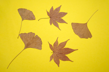dried red maple leaves and ginko leaves on yellow background