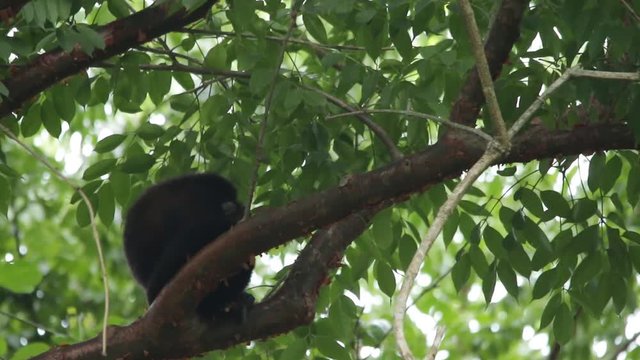 Mexican howler monkey (Alouatta palliata mexicana)