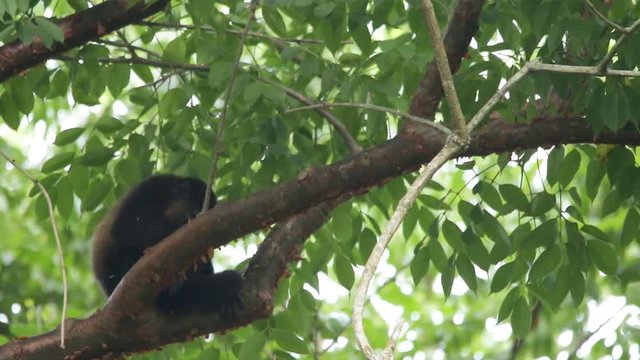 Mexican howler monkey (Alouatta palliata mexicana)