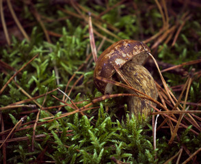 Mushroom growing in the autumn forest