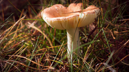 Mushroom growing in the autumn forest