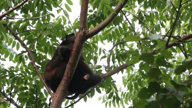 Mexican howler monkey (Alouatta palliata mexicana)