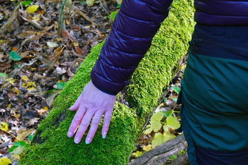 Close up of woman touching a fallen moss covered tree in autumn forest. Nature or eco therapy concept.