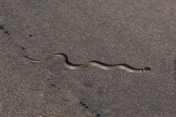 Couleuvre à collier traversant une route de campagne dans le parc naturel régional du Vexin / Natrix Natrix.Grass snake crossing a country road in the Vexin Regional Nature Park