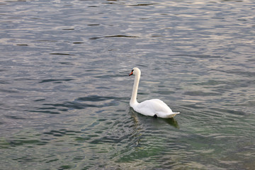 White swan is swimming in river