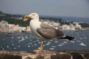 Seagull with the town of Ischia Porto in the background. Island of Ischia,, Italy 