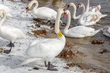 Obraz premium White swans come out of the water to the snowy river shore in sunny winter day