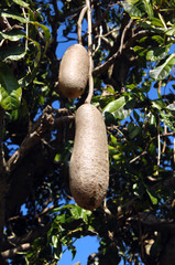 Canopy Holds Fruit on Sausage Tree