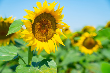 Fields of sunflowers on Greece's fertile cropping plains