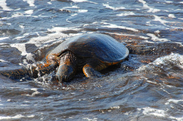 Feeding Green Sea Turtle