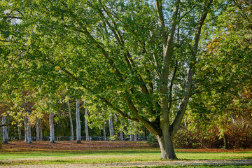 Obraz premium Herbstliches Panorama mit heller Sonne, die durch die Bäume scheint in Berlin im Treptower Park und Alt Stralau