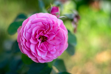 Pink rose flower close-up 1