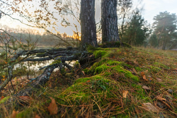 Obraz na płótnie Canvas Forest landscape at dawn. Fluffy green soft moss covers the roots of trees.