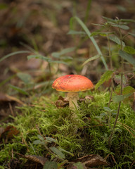 Fliegenpilz