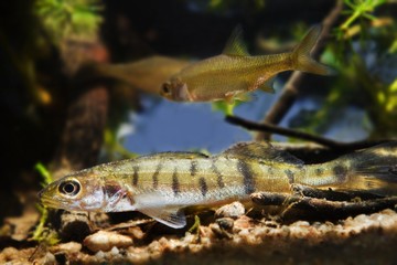 Zander or pike-perch, Sander lucioperca, juvenile fish of a common deathly and successful predator in biotope aquarium representing a temperate freshwater river habitat, natural aqua design