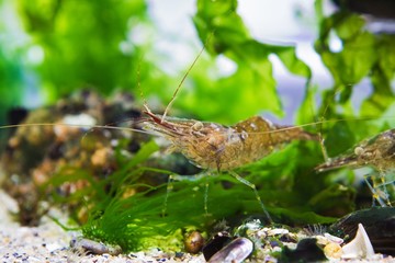 active carnivore Baltic prawn, saltwater decapod crustacean in green Ulva algae inspects sand bottom of original design aquarium, Black Sea marine biotope aquadesign