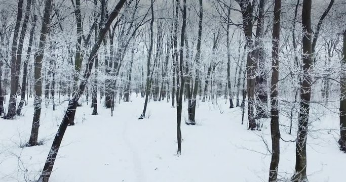 Winter forest aero shooting