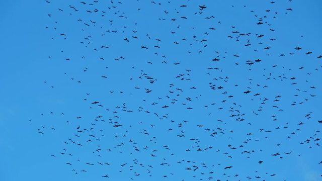 Birds circle a huge flock in the sky. Raven chicks learn to fly before flying to warmer climes.