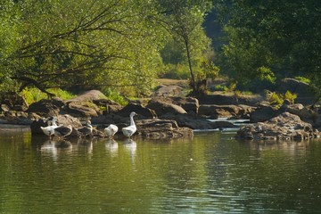 farming domestic grey geese bath in warm water of a narrow and shallow river, weeping willows and stones on the banks, peace and tranquillity of nature on romantic summer sun dawn