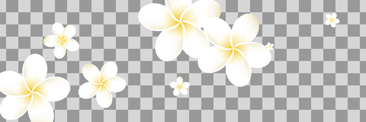 Frangipani leaves. Falling Bali plumeria flower. Hawaii nature texture.