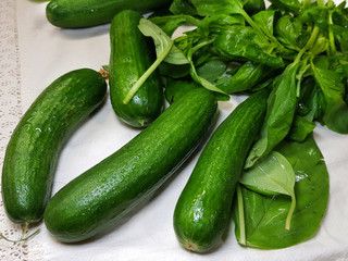 Fresh farming cucumbers and green basil. Vegetables and aromatic herbs covered with drops of water lie on the kitchen table. Selective focus