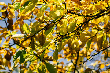 Closeup of autumn tree leaves from France in late afternoon