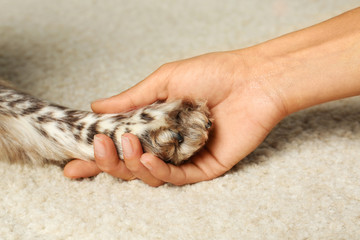 Woman holding dog's paw on light carpet, closeup view