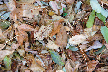 Wet autumn foliage in forest