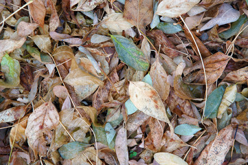 Wet autumn foliage in forest