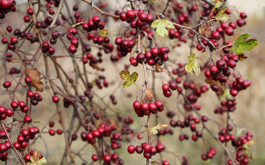 Bush of wild hawthorn.