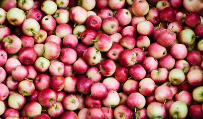 Frutti d'autunno, le mele