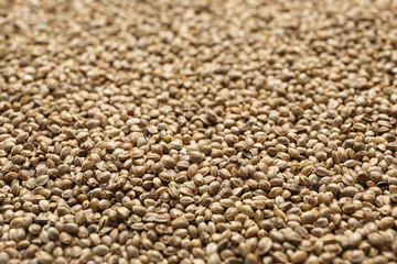 Raw organic hemp seeds as background, closeup