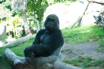 Sitting Gorilla