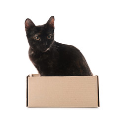 Cute black cat sitting in cardboard box on white background