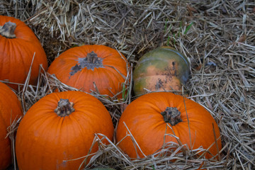Pumpkins in Tivoli Copenhagen