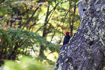 Naklejka na ściany i meble Patagonia woodpecker or Magellanic woodpecker in the vegetation of the forest around Laguna Capri, National Park of Los Glaciares, Argentina